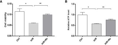 Ginsenoside Re Treatment Attenuates Myocardial Hypoxia/Reoxygenation Injury by Inhibiting HIF-1α Ubiquitination